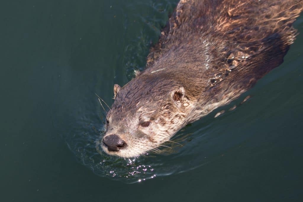 North American River Otter Spotted in Detroit River in First Sighting in 100 Years