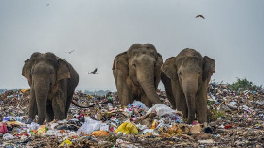 The Detrimental Impacts of Plastic Pollution on Animals