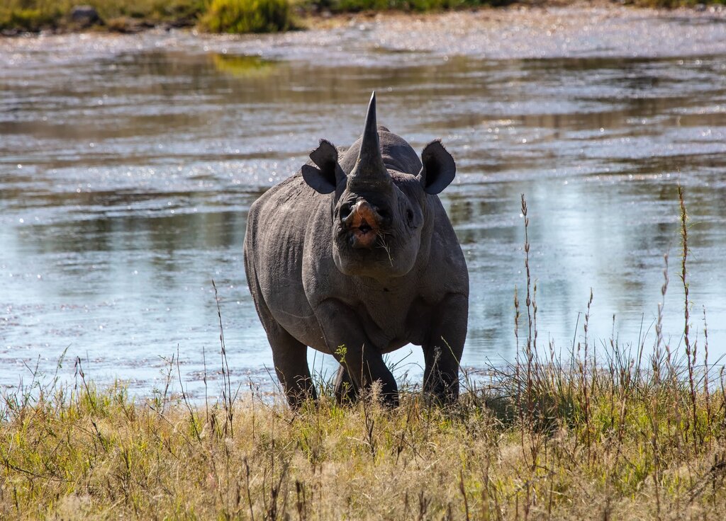 black rhinos