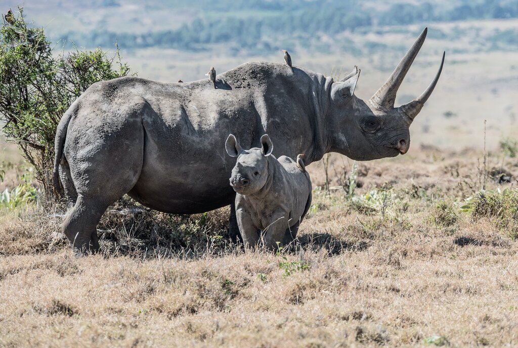 Black Rhinos: Endangered Animals Spotlight