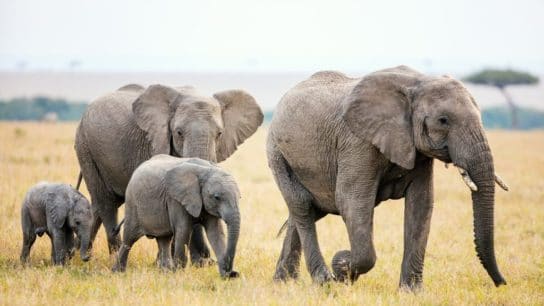 10 of the Most Endangered Species in Africa