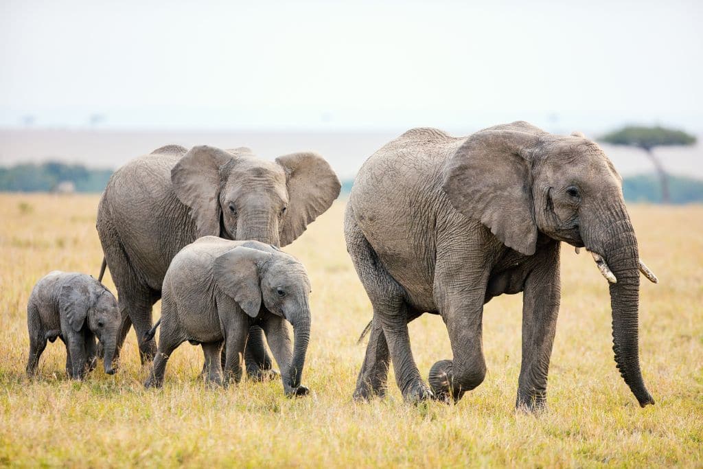 10 of the Most Endangered Species in Africa