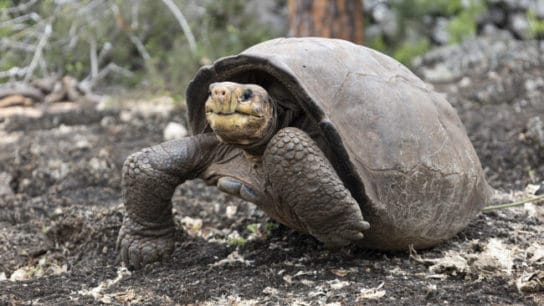 Giant Galapagos Tortoise Thought Extinct for 100 Years Found Alive