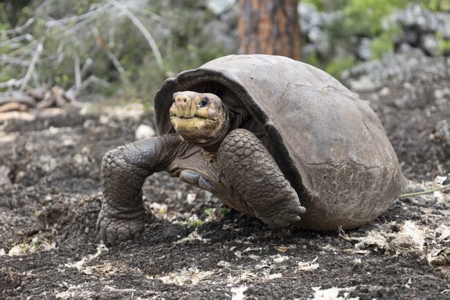 Giant Galapagos Tortoise Thought Extinct for 100 Years Found Alive