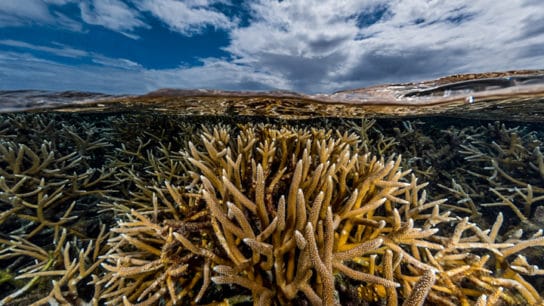 The Importance of Protecting Coral Reefs: A Conversation with Conservation Photographer Lorenzo Mittiga