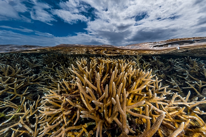 The Importance of Protecting Coral Reefs: A Conversation with Conservation Photographer Lorenzo Mittiga
