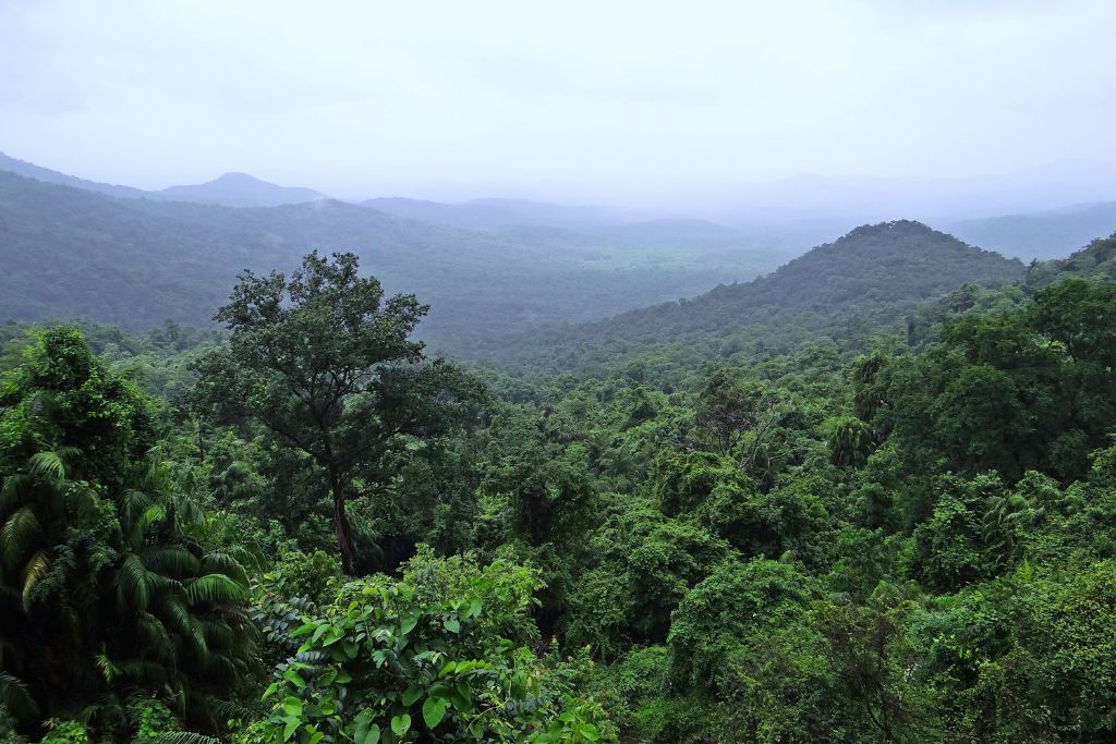 11 Fun Facts about Rainforests - One Tree Planted