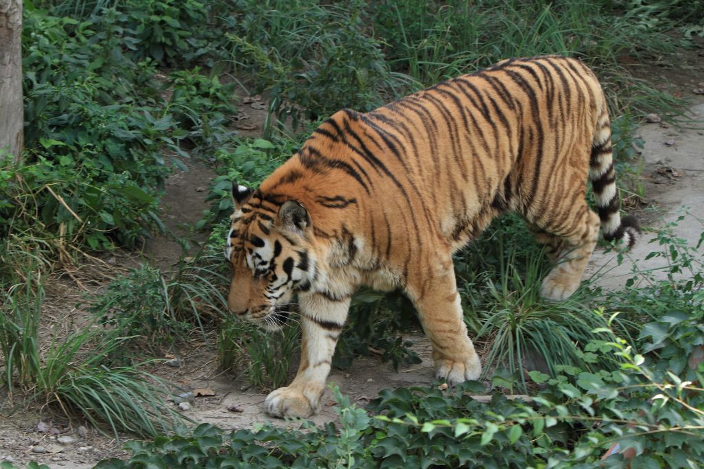 10 of the Most Endangered Species in China 