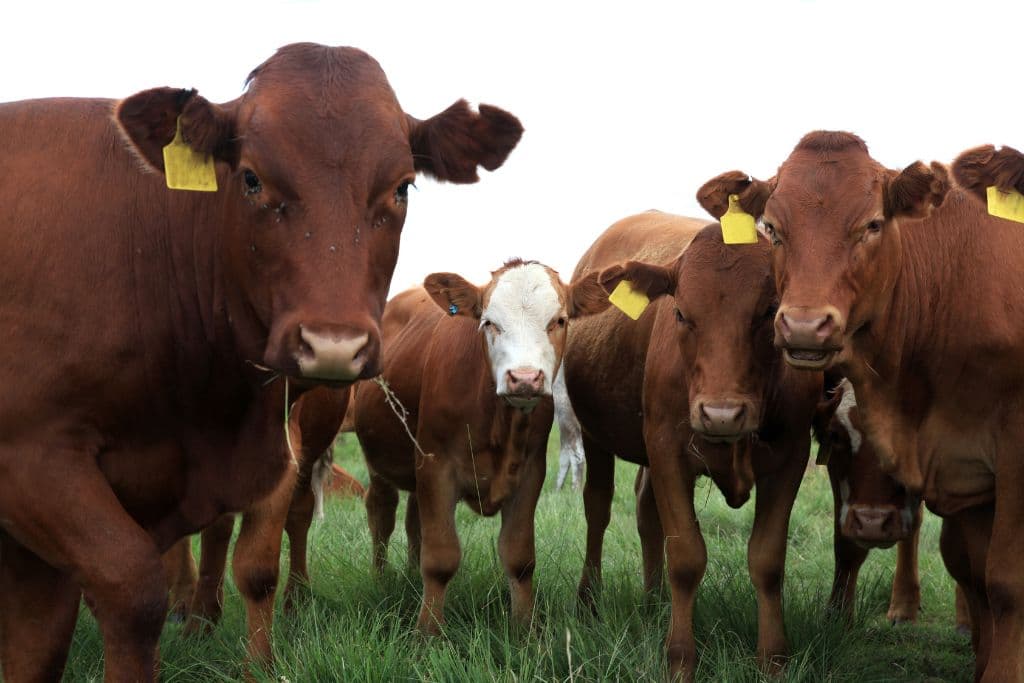 Examining the Efficiency of A Methane Tax on Cattle