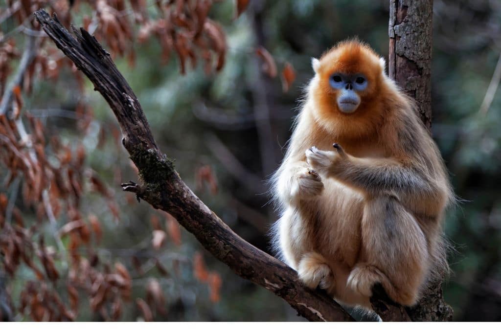 10 of the Most Endangered Species in China