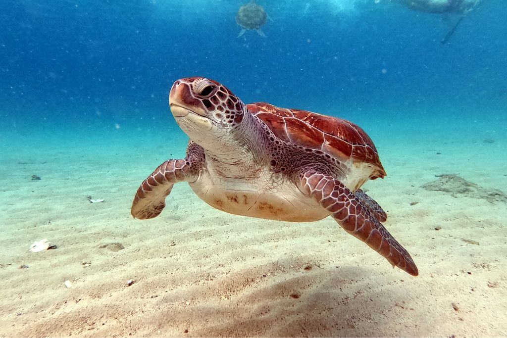7 Interesting Facts About Sea Turtles