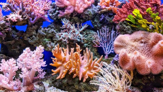 Can Soundscapes Save Coral Reefs?