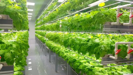 Ways in Which Vertical Farming Can Benefit Our Environment