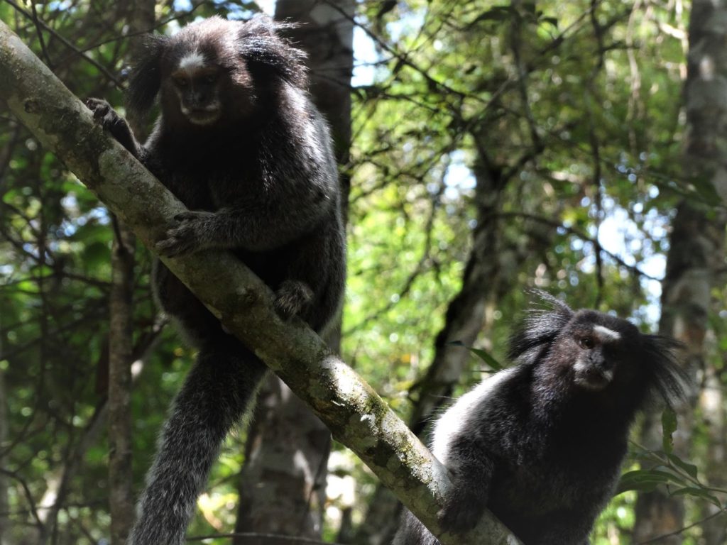 Invasive black eared marmosets
