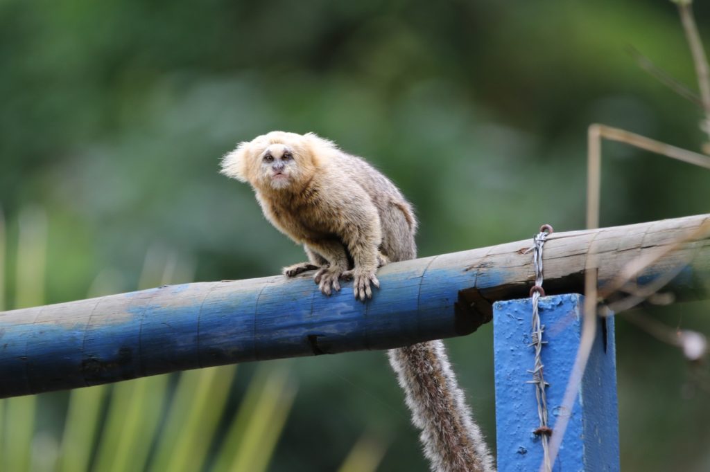 buffy-headed marmoset