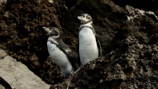 Galapagos Penguin: Endangered Animals Spotlight