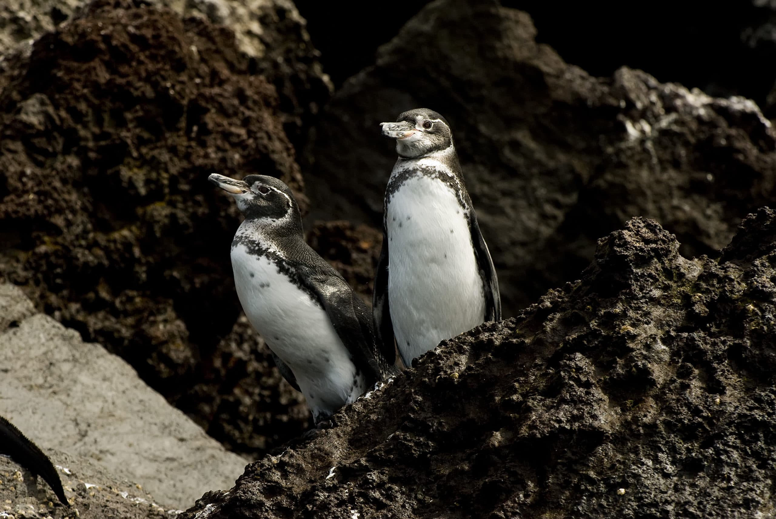 Galapagos Penguins: Diet, Habitat, and Threats 
