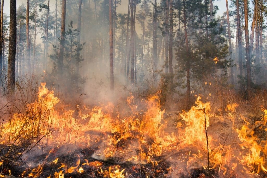 Top 12 Largest Wildfires in History