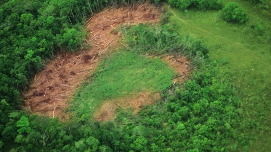 Deforestation in the Amazon Rainforest Hits Record High In First Half of 2022: Study