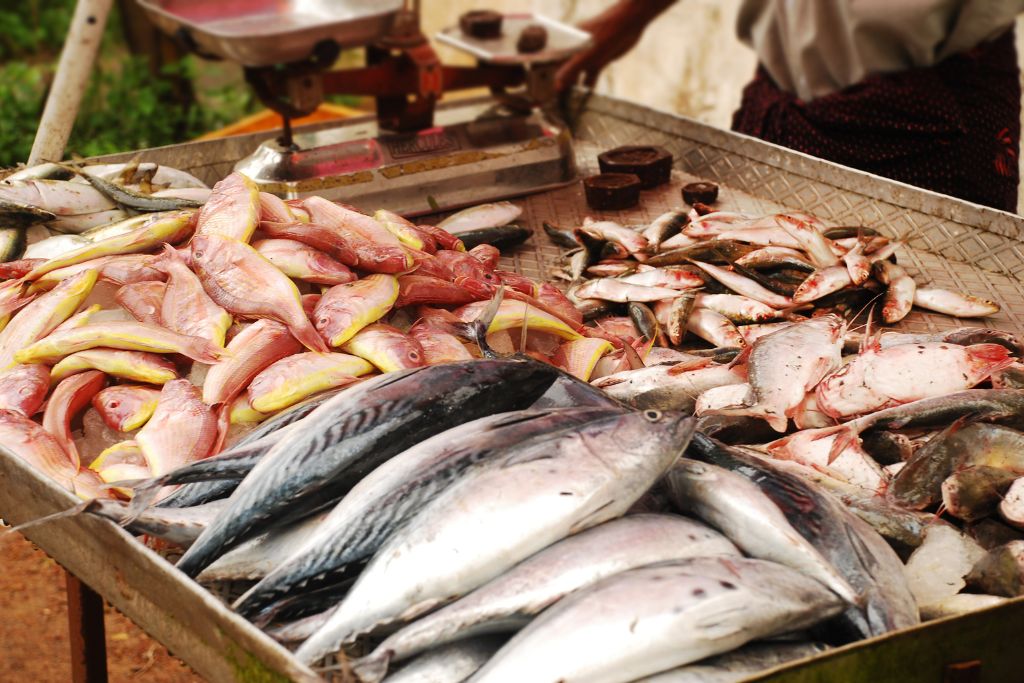 7 Solutions to Overfishing We Need Right Now