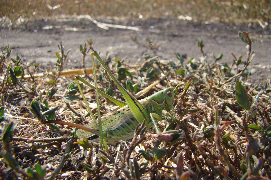 Worst Locust Invasion in 30 Years Destroys Crops in Southern Italy