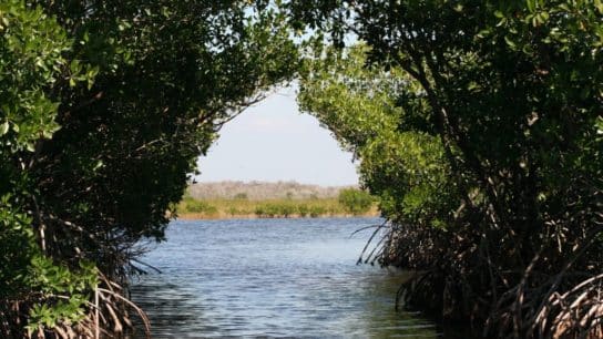 World’s First Freshwater Mangrove Forests Discovered in the Amazon Delta: Study