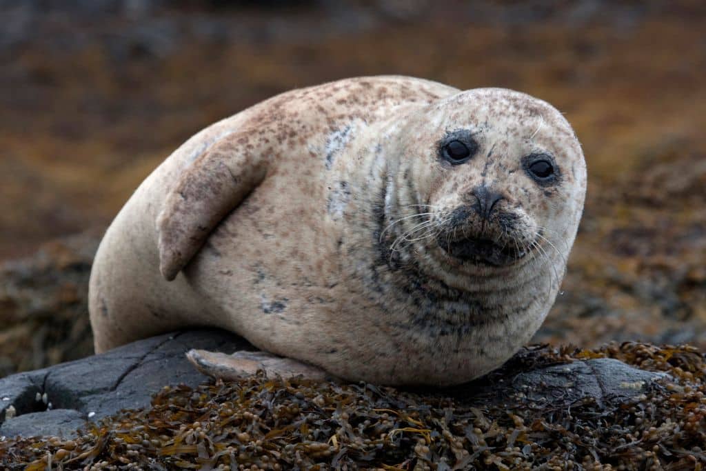 US Reports First Cases of Avian Flu in Seals This Summer