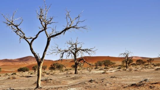 Desertification: Causes, Effects, And Solutions