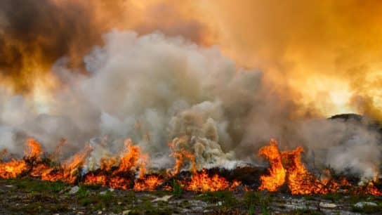The Impact of Wildfires on Biodiversity and the Environment