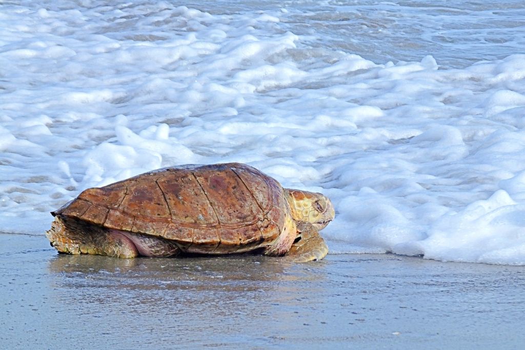 Shortage of Male Sea Turtles in Florida as Temperatures Reach Record High