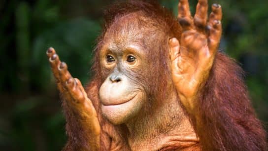 Can We Save the Orangutan?