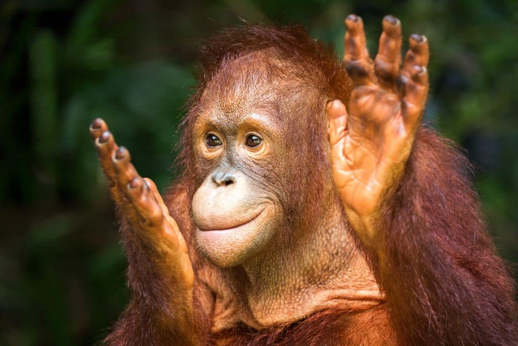 International Orangutan Day: Can We Save the Orangutan?