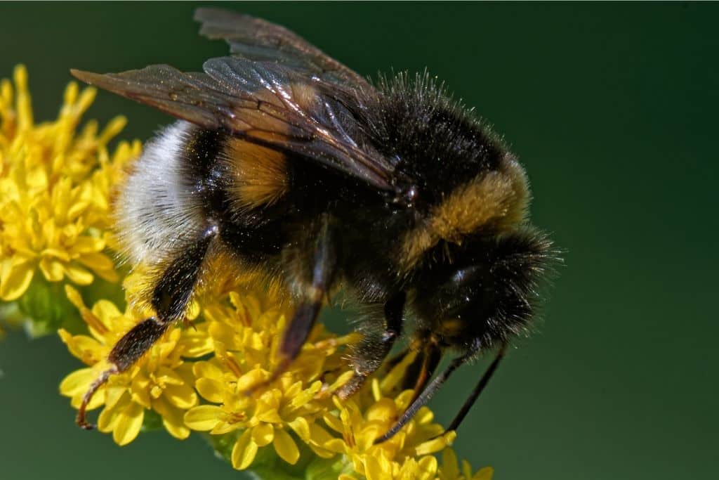 Climate Stress Gives Bumblebees Asymmetrical Wings: Study