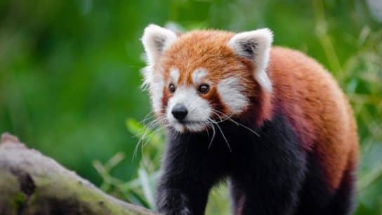 Red Pandas: Endangered Animals Spotlight