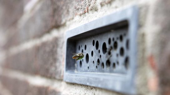 What Is Brighton’s Bee Bricks Initiative?