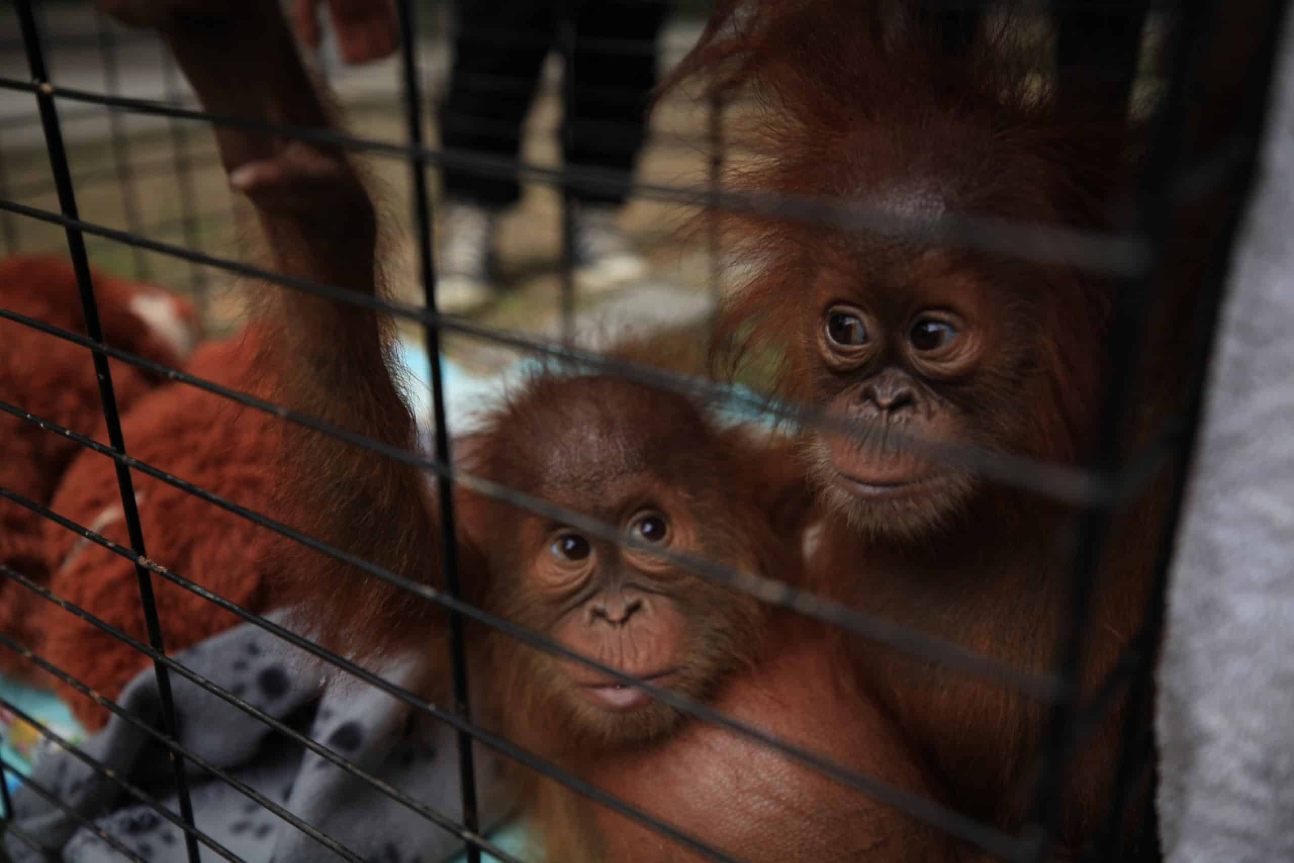 save the orangutan