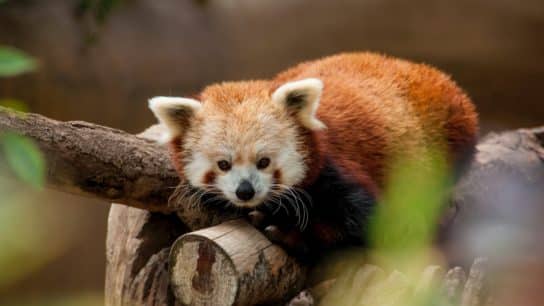 The Untold Story of Red Pandas