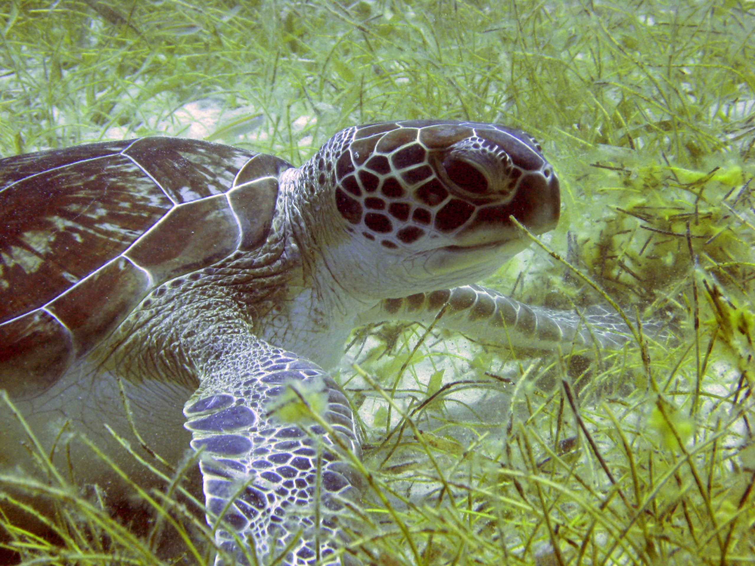 The Green Sea Turtle: Diet, Habitat, and Conservation Efforts 