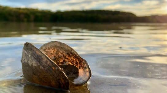 The Threats of Human Activity to Freshwater Mussels