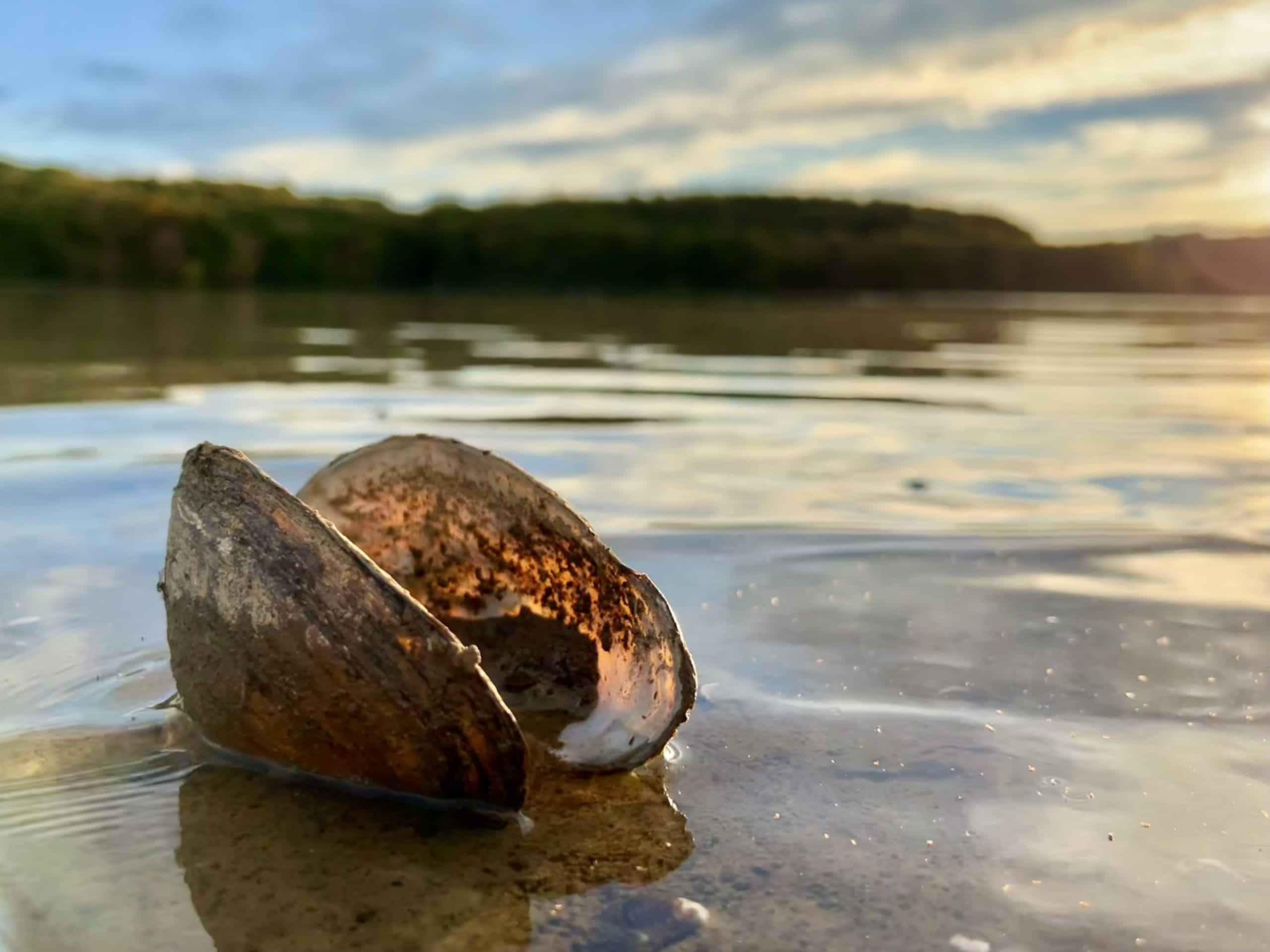 The Threats of Human Activity to Freshwater Mussels | Earth.Org