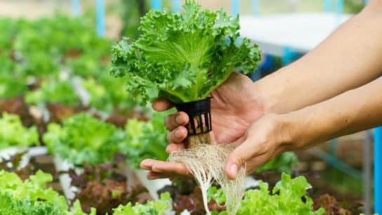 12 Pros & Cons of Hydroponic Farming