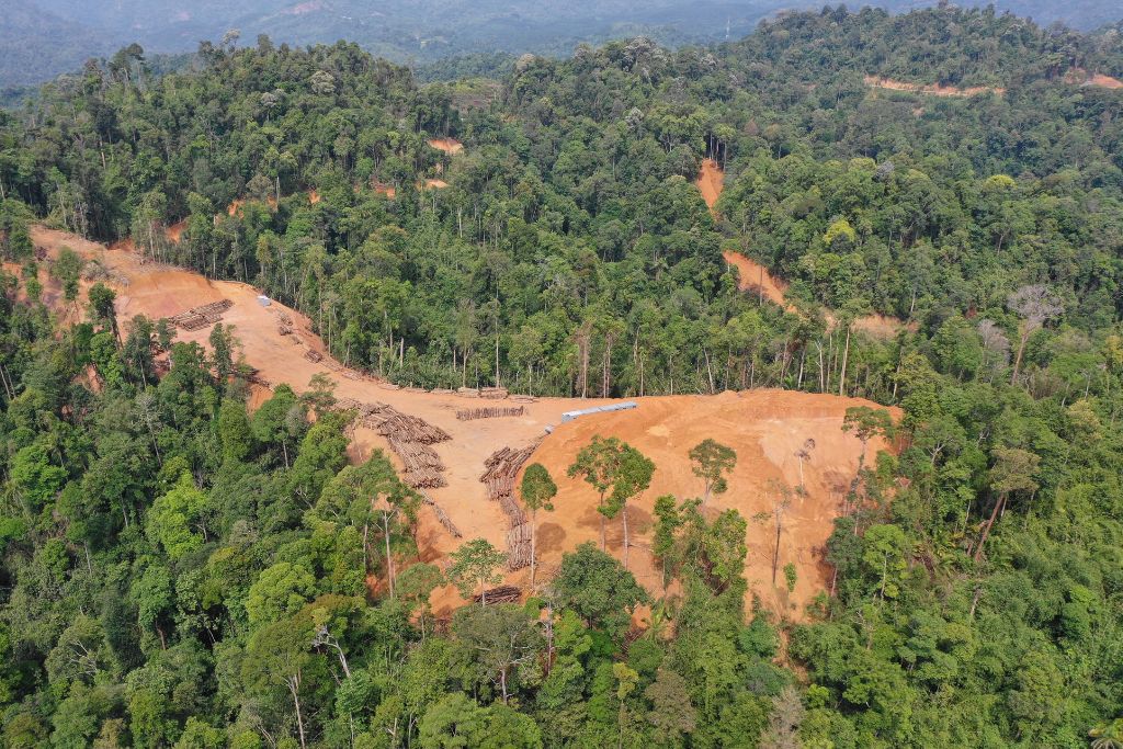 World Is Not On Track to Meet Global Deforestation Pledge Goal by 2030: Study