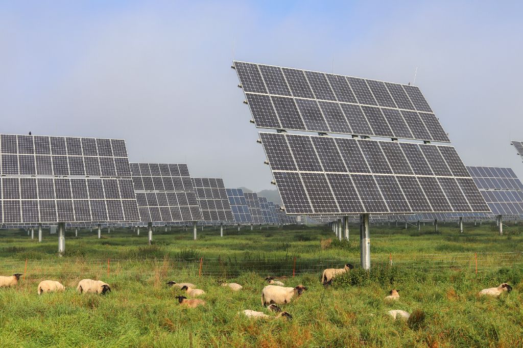 What’s Wrong With the UK’s Plan to Ban Solar Projects From Farmland?
