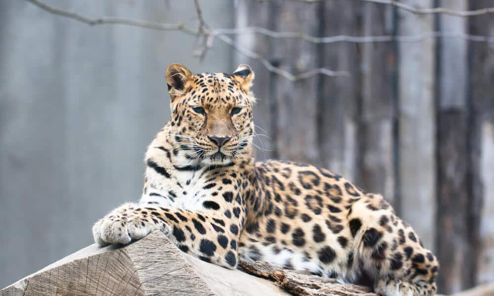 Amur Leopard: Endangered Animals Spotlight