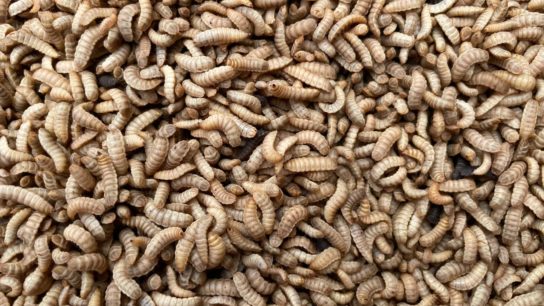 Why Keepers of Pet Chickens in Australia Are Feeding Black Soldier Fly Larvae Reared on Food Waste