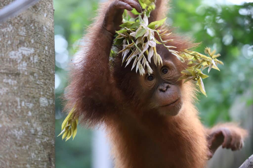 Orangutan Caring Week 2022: Turning Compassion Into Action