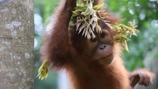 Orangutan Caring Week 2022: Turning Compassion Into Action