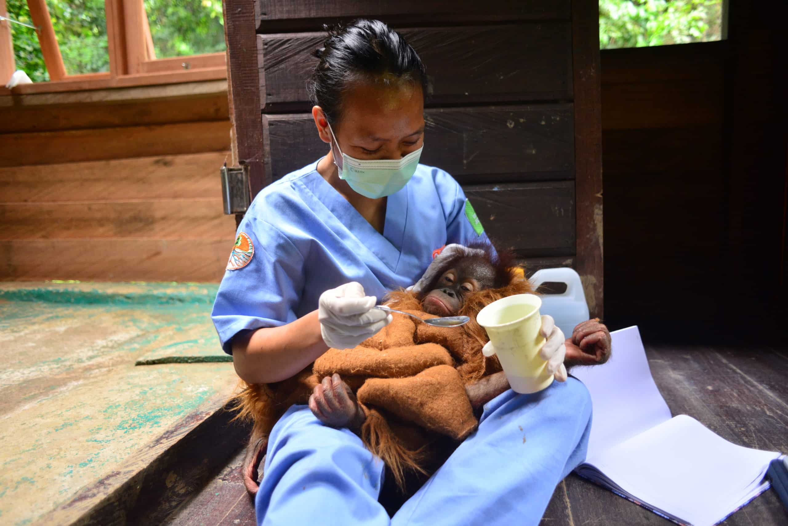 orangutan caring week