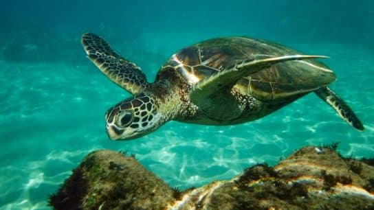 The Implications of Global Warming For Sea Turtle Management and Survival