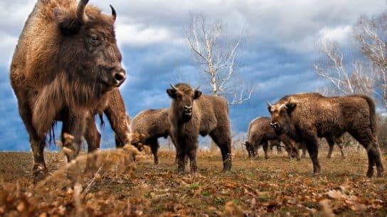 The Return of the Bison: Restoring Ecosystems With Keystone Species
